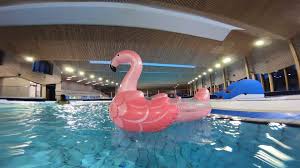 Voici Roger Notre Flamant Rose Sous Ville Et Agglomeration De Chambery Facebook