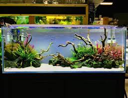 Beautiful Ada 120 P Freshwater Tank By Toru Senpai In Los Angeles All Credit To Enso Aquascape On Instagra Aquascape Aquarium Aquascape Fresh Water Fish Tank