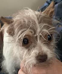 Anybody in the neighborhood lose this little dumpling? East Aurora Dog  Control (716) 652-4050. 🐶