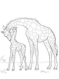 Identify 15 different creatures in these animal coloring sheets. Baby Giraffe And Mother Coloring Page Supercoloring Com Giraffe Coloring Pages Giraffe Colors Baby Coloring Pages