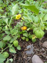 Image result for Physalis viscosa