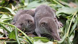 Strange And Unbelievable Facts About Shrews Cool Green Science