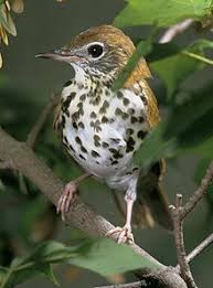 A feeder bird that feasts on feeder birds. List Of Birds Of Virginia Wikipedia