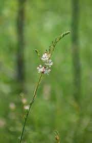 Image result for Onagraceae