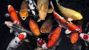 Mimpi ikan hidup di darat. Arti Mimpi Tentang Ikan Buaya Dan Katak