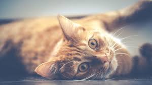 Blood In Cat Poop Symptoms And Causes Wamiz