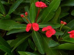 Image result for Euphorbia eylesii