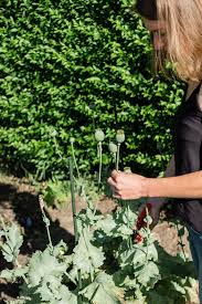 Mohn Garten Gestalten Pflanzen Und Gartentipps