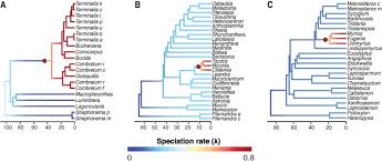 Image result for Strephonema