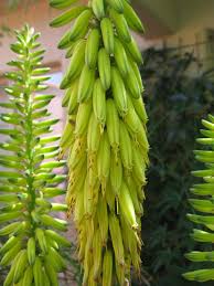 Image result for Aloe wildii