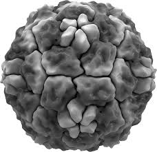 The rhinovirus is the most common viral infectious agent in humans and is the predominant cause of the common cold. Rhinovirus Wikipedia