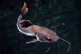 Catfishing is simply a deceptive act of creating fake online profiles, pretending to be someone else. The Darkside Of A Candidate Driven Market Ghosting Catfishing And No Shows Ere