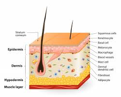 These factors affect how melanocytes function and can cause premature grey hair by lowering the production of pigment. Does Stress Cause Grey Hair Science Abc