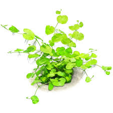 Image result for Hydrocotyle mannii