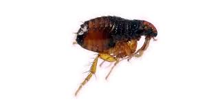 They are easily spread from one place to another. Pest Control For Fleas Alert 1 Termite Pest Control