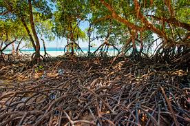 Image result for Rhizophora