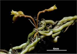 Image result for Meiostemon tetrandrus