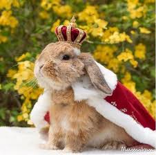 King Bunsley Of Nomsland Surveying His Vegetable Domain Rabbit Rabbits Rabbitlove Rabbitlife Bunny Bu Cute Bunny Pictures Cute Animals Cute Baby Bunnies