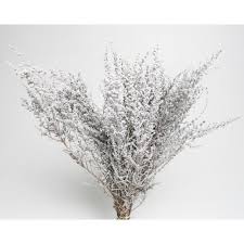 Image result for Stoebe