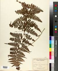 Image result for Microlepia speluncae