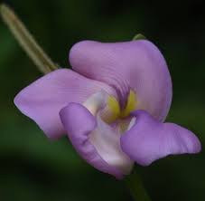 Image result for Vigna vexillata