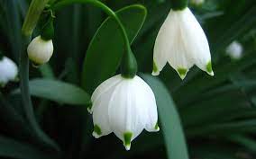 Wallpaper Macro Snowdrops Primrose Images For Desktop Section Snow Drops Flowers Flower Images Wallpaper