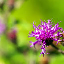 Image result for Vernonia rosenii