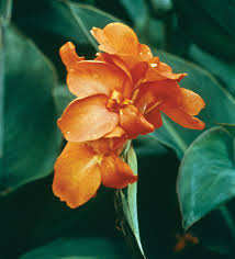 Image result for Cannaceae