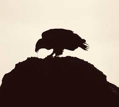 Bald Eagle Silhouette Photograph By Amber Bean Bald eagle silhouette vectors (871). bald eagle silhouette by amber bean