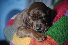 Irish Setter Dogs For Sale In Pa