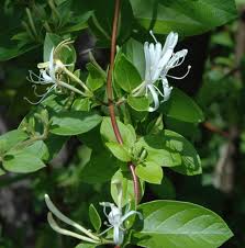 Image result for Lonicera confusa