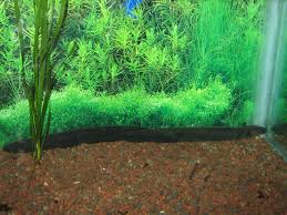 Image result for Chionodes electellus