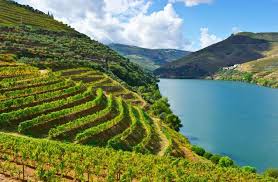 Como se faz o verde. Vinho Verde The Ideal Summer Wine From Portugal Freshmagazine