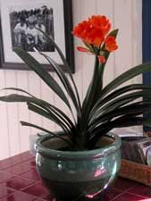 Aug 17, 2020 · clivia lily is a south african plant that produces pretty orange flowers and that is becoming more popular with gardeners around the world. Lily Kaffir