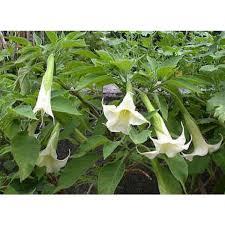 They had a great selection of peach colored brugmansias. Brugmansia Arborea Seeds Angel S Trumpet Brugmansia Seeds