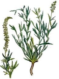 Image result for Resedaceae