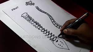 Draw circles to represent the electron shell of each atom overlapping the circles where the atoms are bonded. How To Draw Human Spinal Cord Anatomy Drawing Youtube