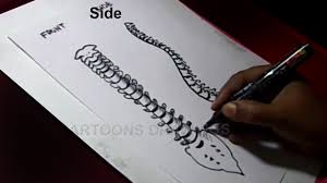 Learn how to draw backbone pictures using these outlines or print just for 878x1024 human body spine diagram diagrams backbone diagram of human. How To Draw Human Spinal Cord Anatomy Drawing Youtube