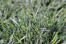 Image result for Ficinia