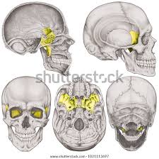 Image result for Sphenoid Bone
