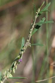 Image result for Polygala erioptera