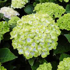 We did not find results for: Hydrangea Everlasting Green Cloud Wayside Gardens