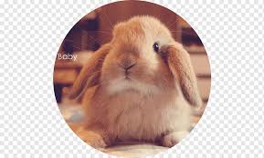 Second season of how not to summon a demon lord after being summoned to another world as his character from a game, diablo (real name: Hauskaninchen Mini Lop Zwergkaninchen Hase Kaninchen Tiere Rasse Colocolo Png Pngwing