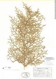 Image result for Lycopodiella caroliniana