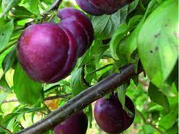 It's important to choose a type of plum that will work with your location. Plum Satsuma Fruit Trees