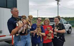 72 Jackson County Shelter Dogs Cats Head To Forever Homes Jackson County Shelter Dogs Animal Stories