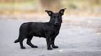 Top 25 Corgi Hybrids - BuzzFeed