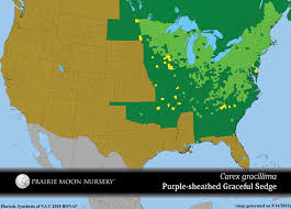 Image result for Premna gracillima