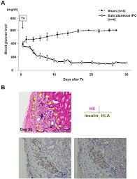 In vivo functional test. (A) Ninety-six (96) IPCs generated from the... |  Download Scientific Diagram