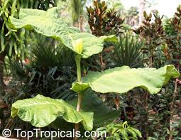 Image result for Coccoloba